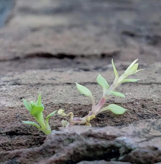 life finds a way.